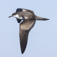 Buller's Shearwater
